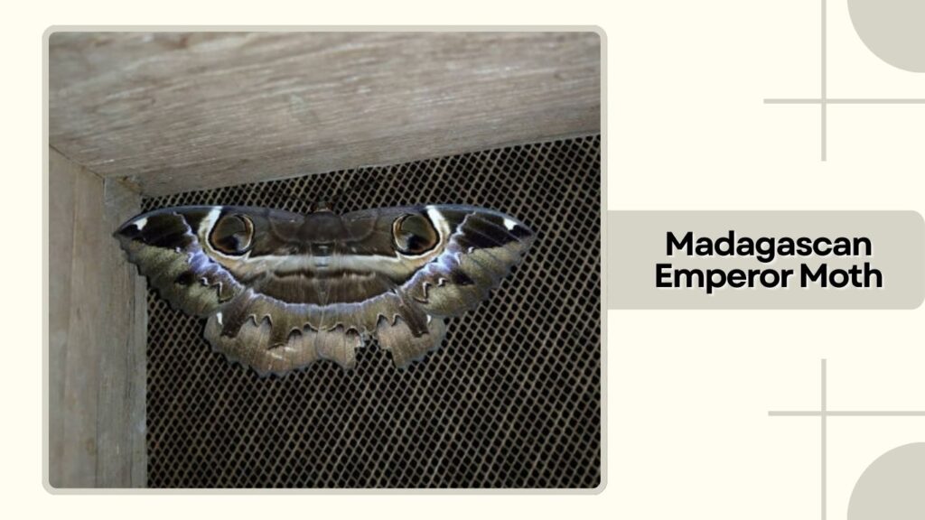 Madagascan Emperor Moth
