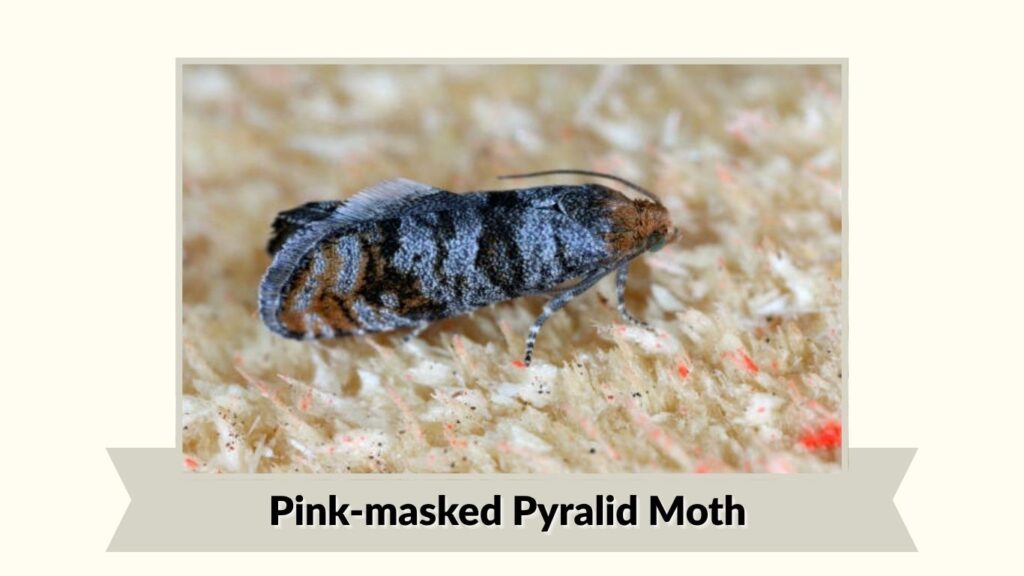 Pink-masked Pyralid Moth