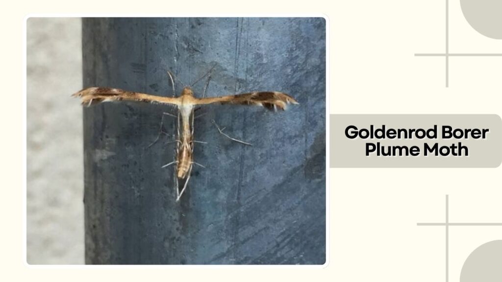 Goldenrod Borer Plume Moth