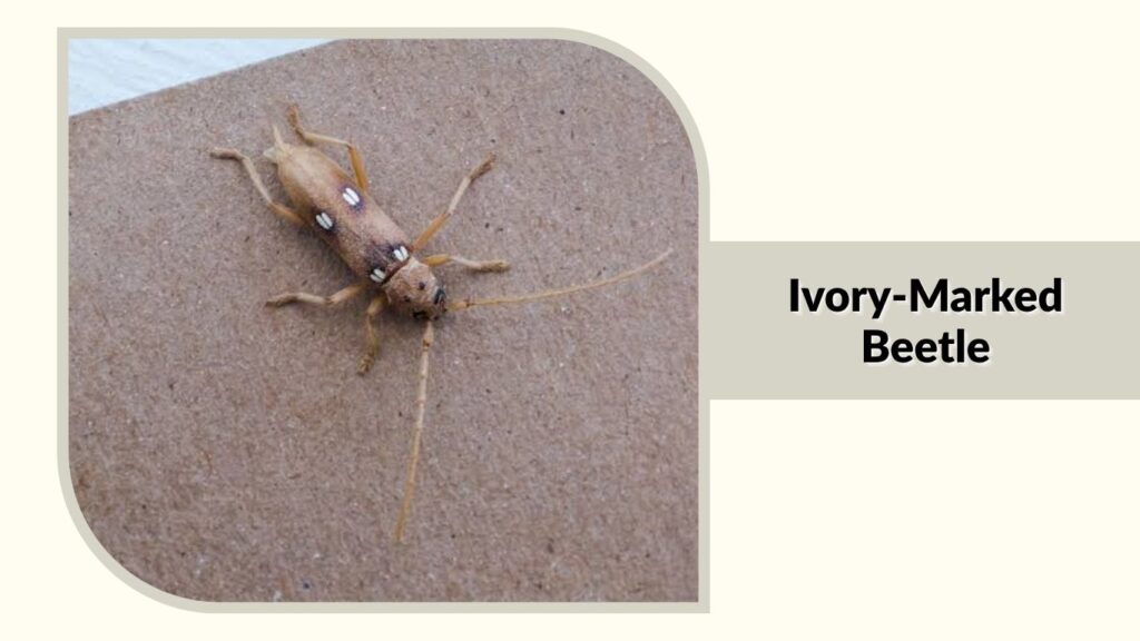 Ivory-Marked Beetle