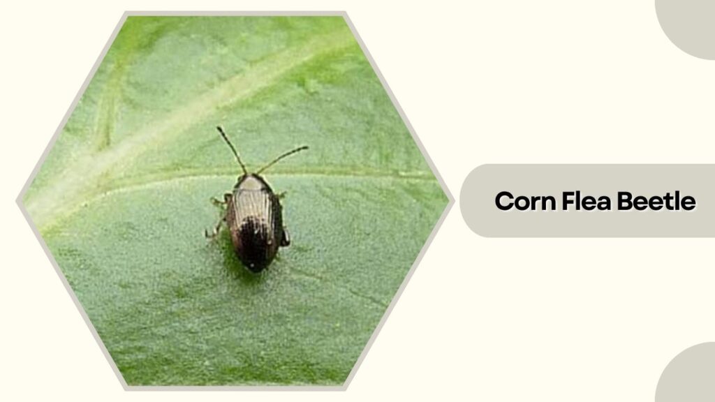 Corn Flea Beetle