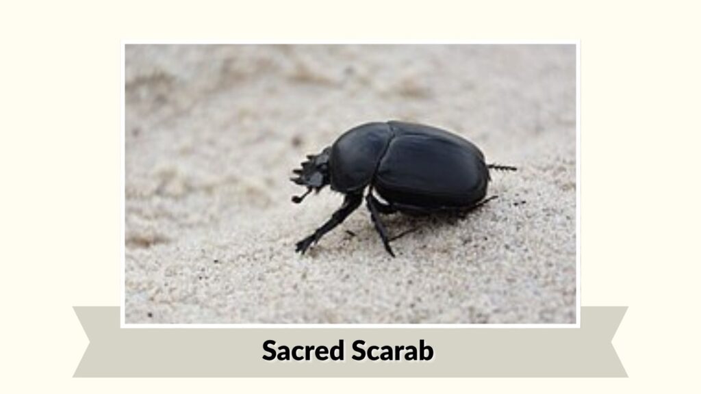 Sacred Scarab