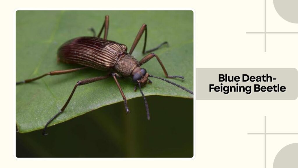 Blue Death-Feigning Beetle