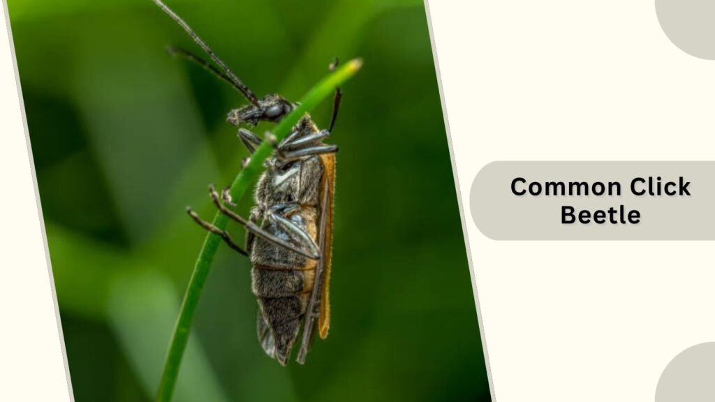 Common Click Beetle