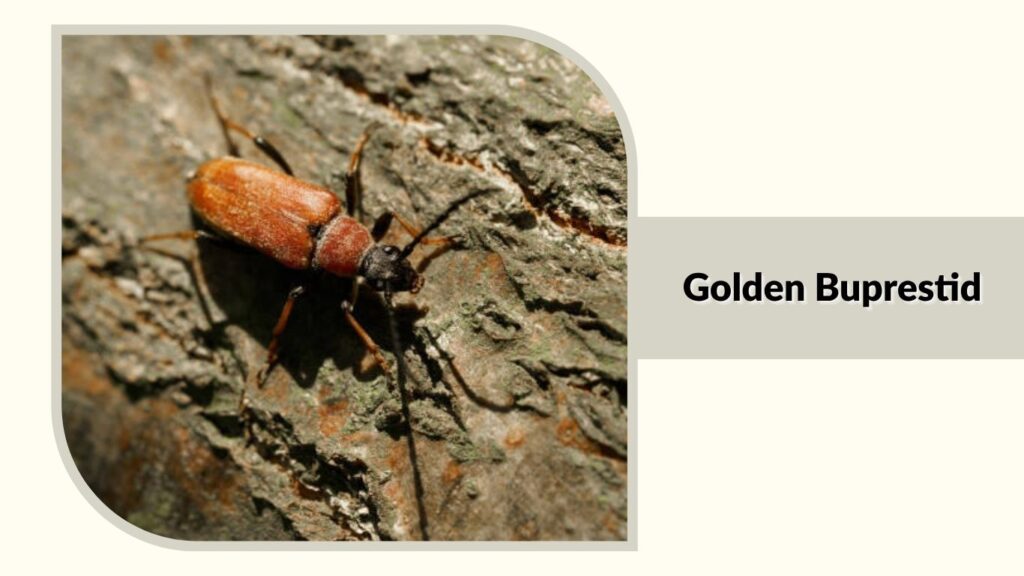 Golden Buprestid
