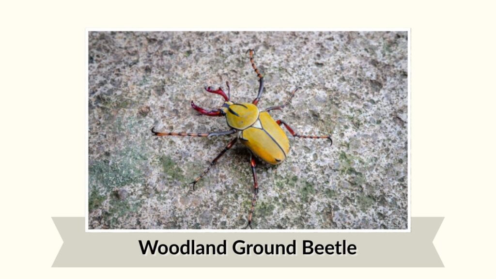 Woodland Ground Beetle