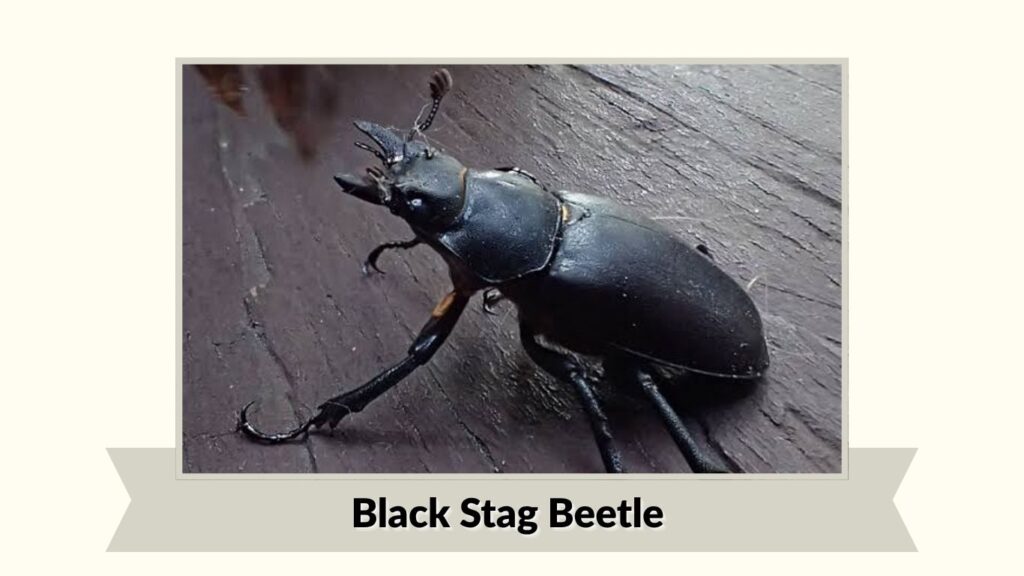 Black Stag Beetle
