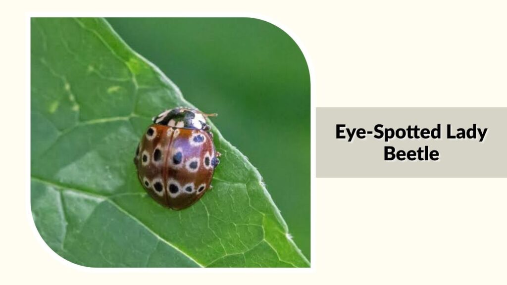 Eye-Spotted Lady Beetle