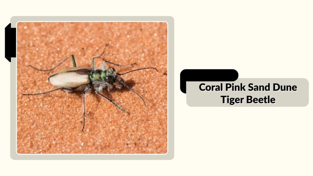 Coral Pink Sand Dune Tiger Beetle