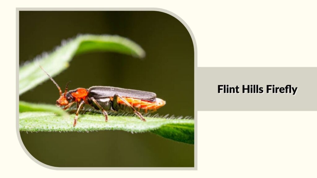 Flint Hills Firefly