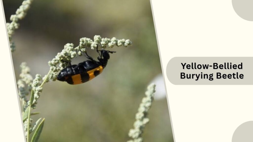  Yellow-Bellied Burying Beetle