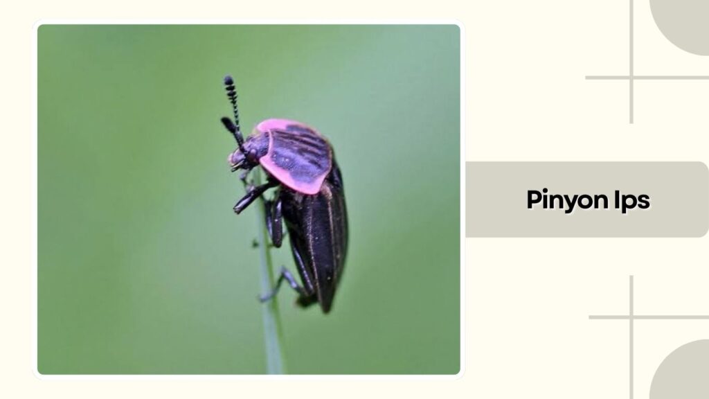 Pinyon Ips