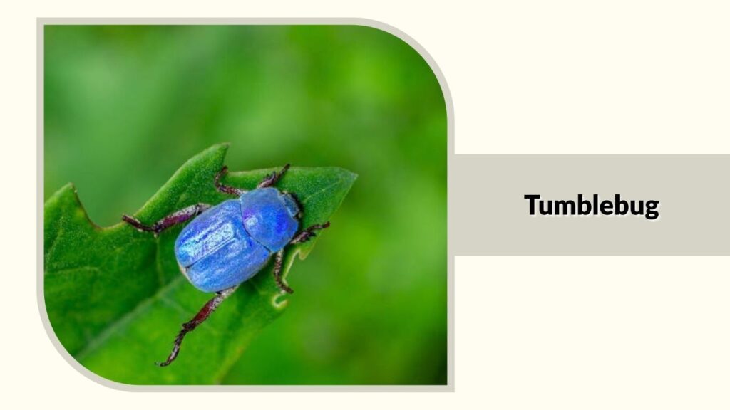  Tumblebug
