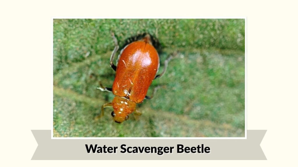 Water Scavenger Beetle