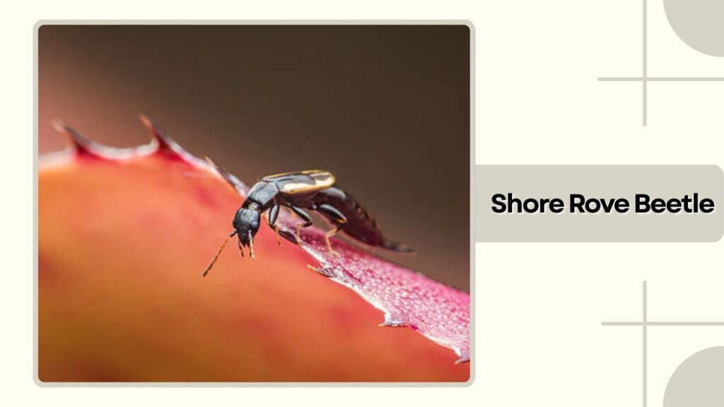 Shore Rove Beetle