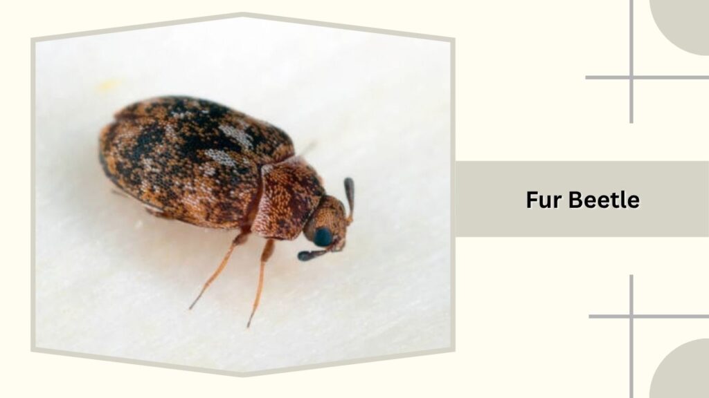 Fur Beetle