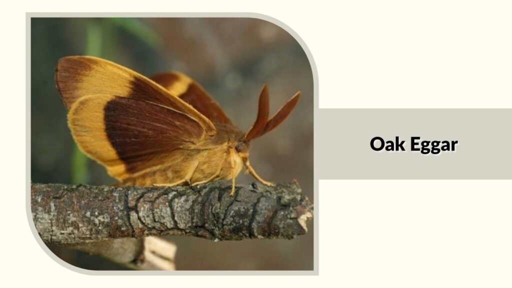 Oak Eggar