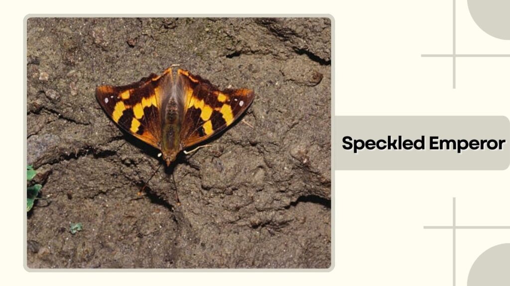 Speckled Emperor