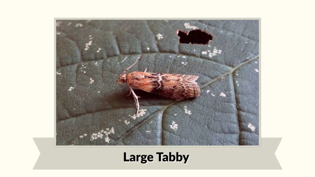 Large Tabby