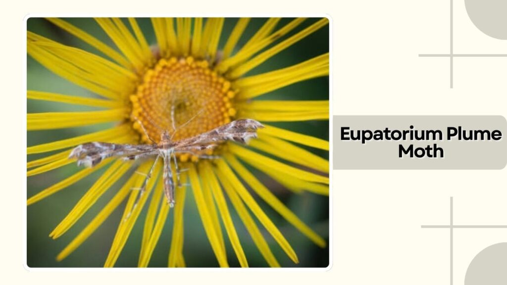 Eupatorium Plume Moth