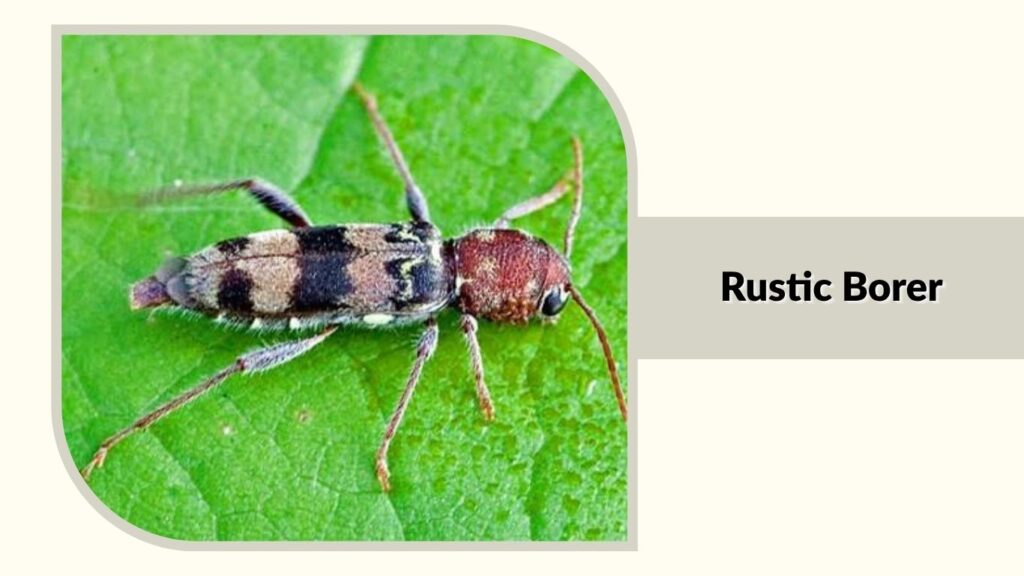 Rustic Borer