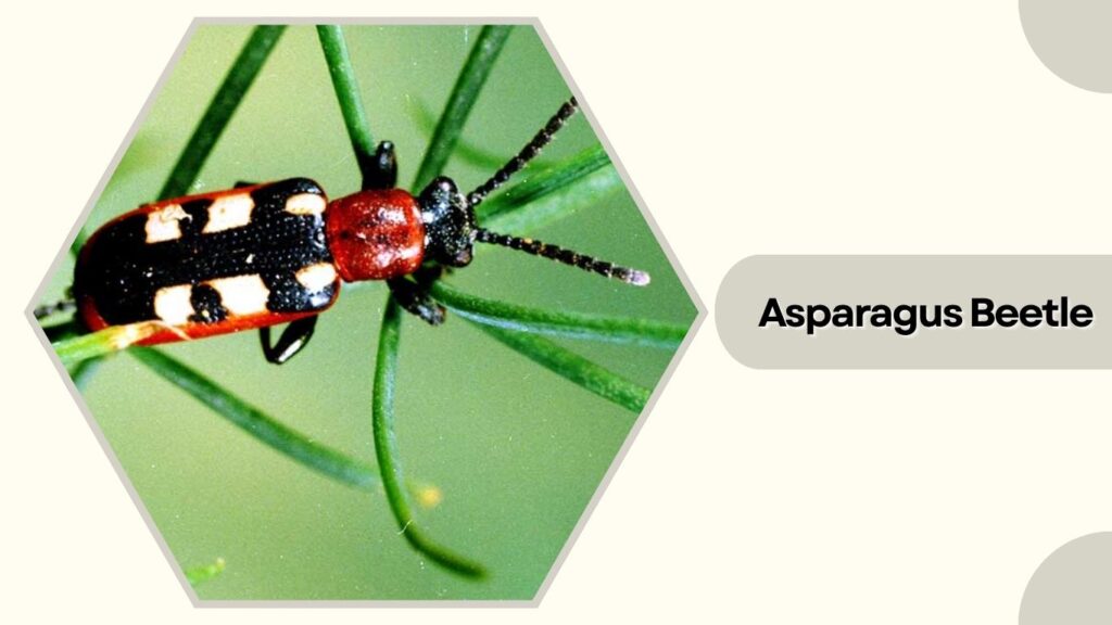 Asparagus Beetle