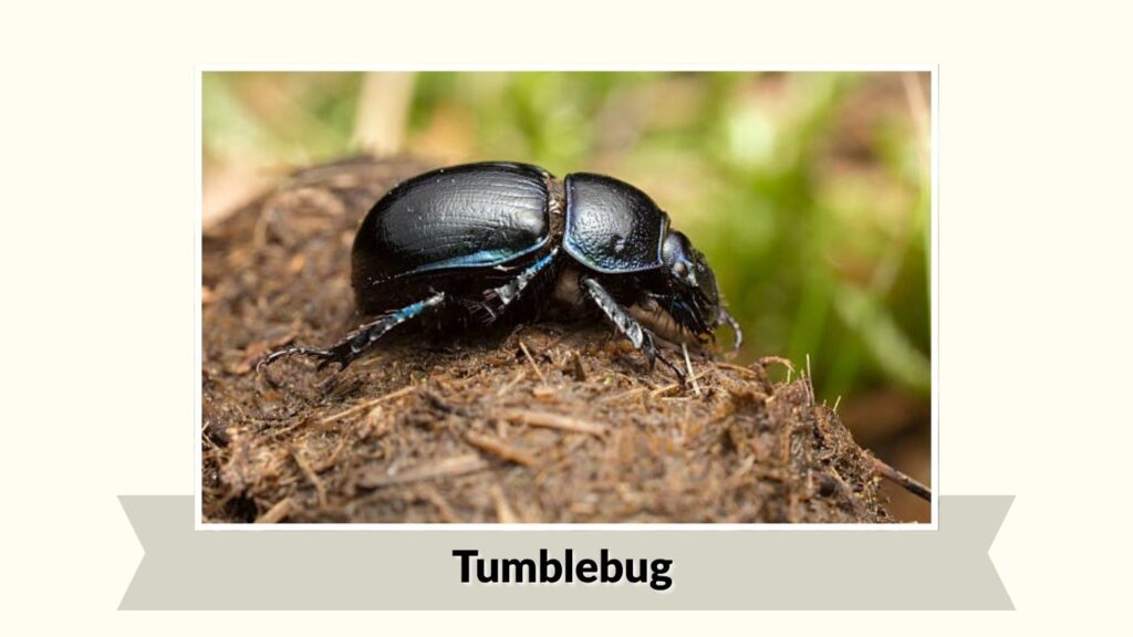 Tumblebug