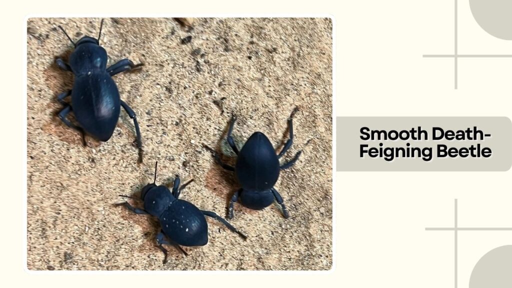 Smooth Death-Feigning Beetle