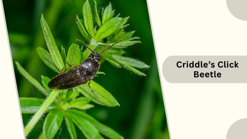 Criddle’s Click Beetle