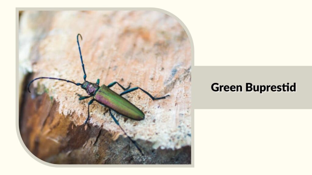 Green Buprestid
