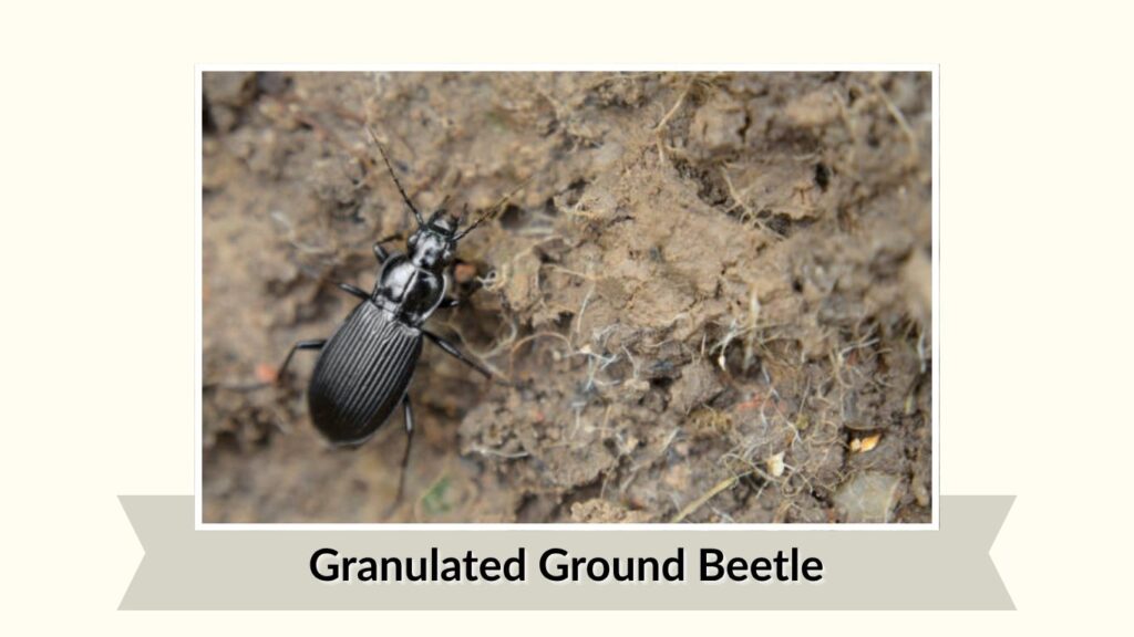 Granulated Ground Beetle