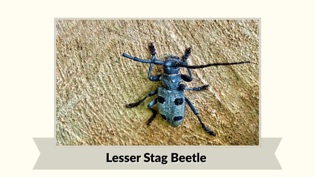 Lesser Stag Beetle