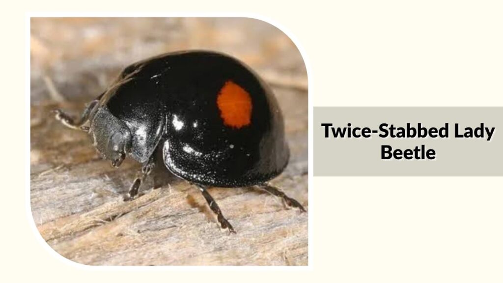 Twice-Stabbed Lady Beetle
