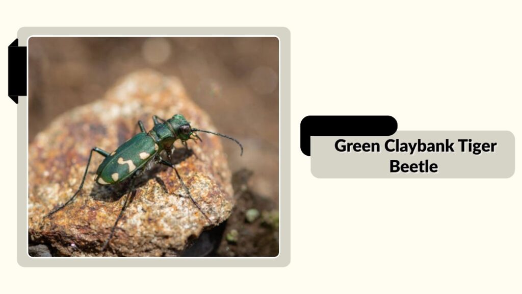 Green Claybank Tiger Beetle