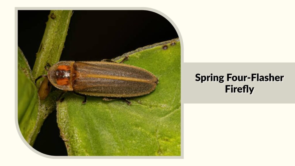 Spring Four-Flasher Firefly