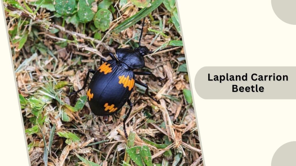 Lapland Carrion Beetle