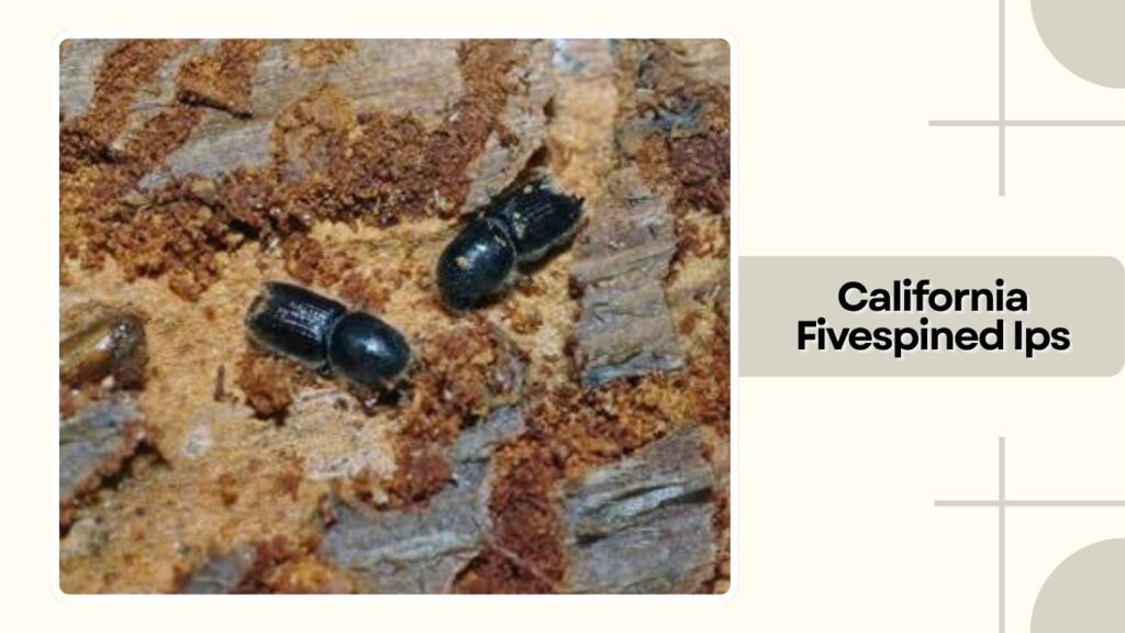 California Fivespined Ips