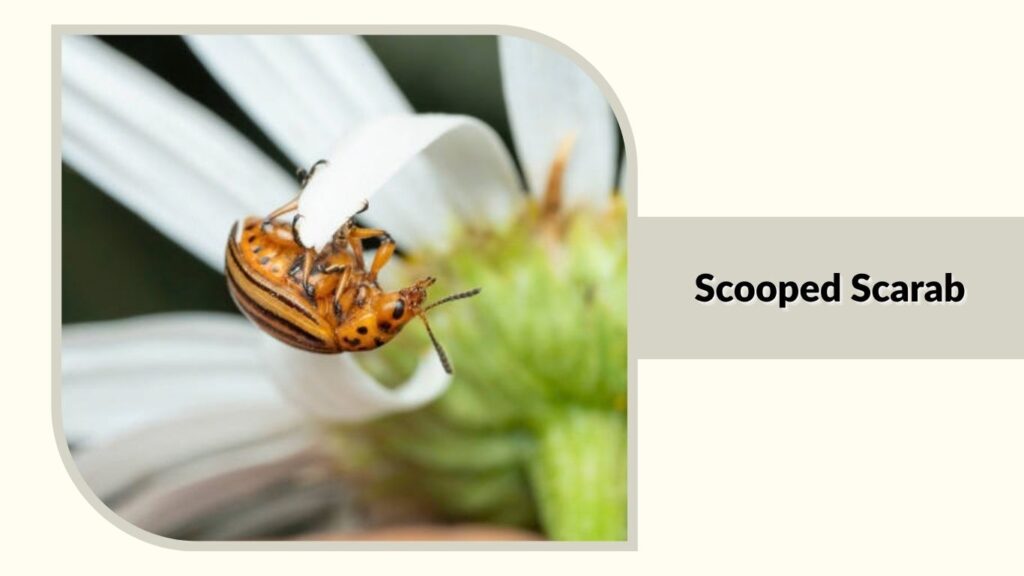  Scooped Scarab