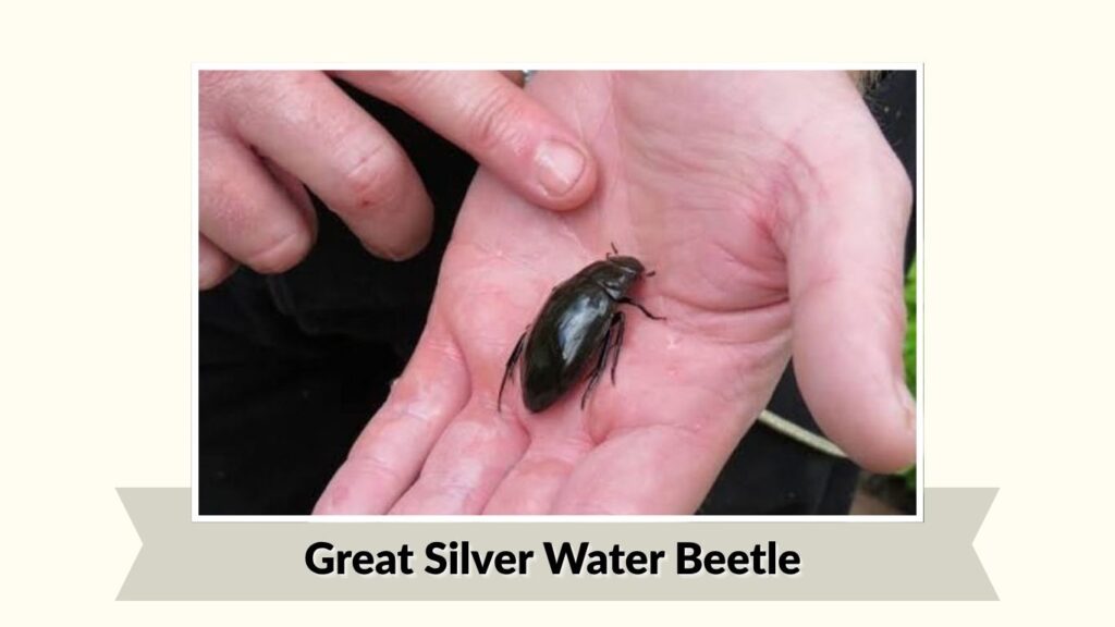 Great Silver Water Beetle