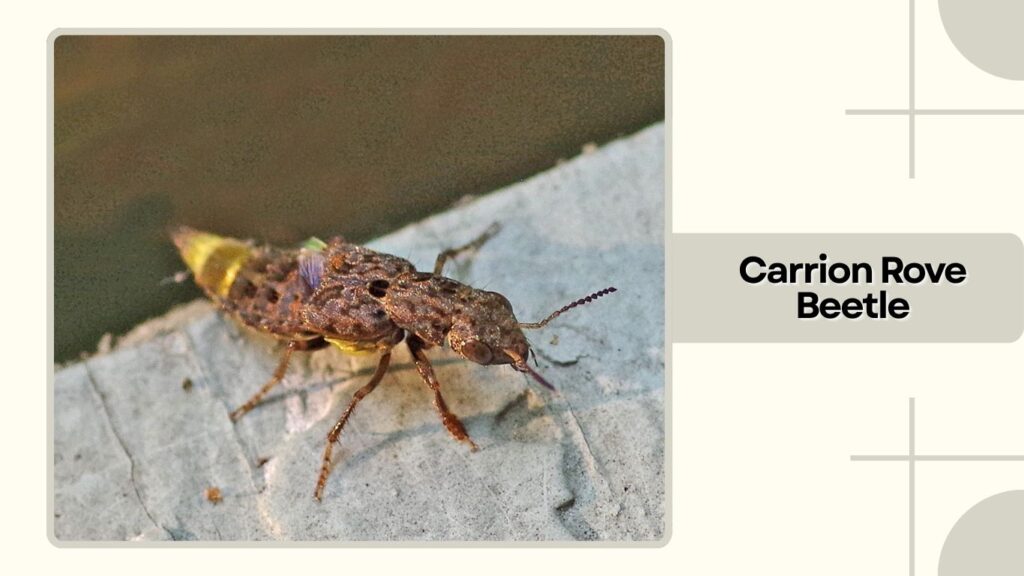 Carrion Rove Beetle