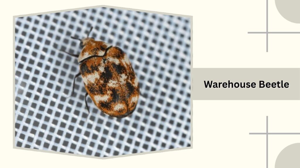 Warehouse Beetle