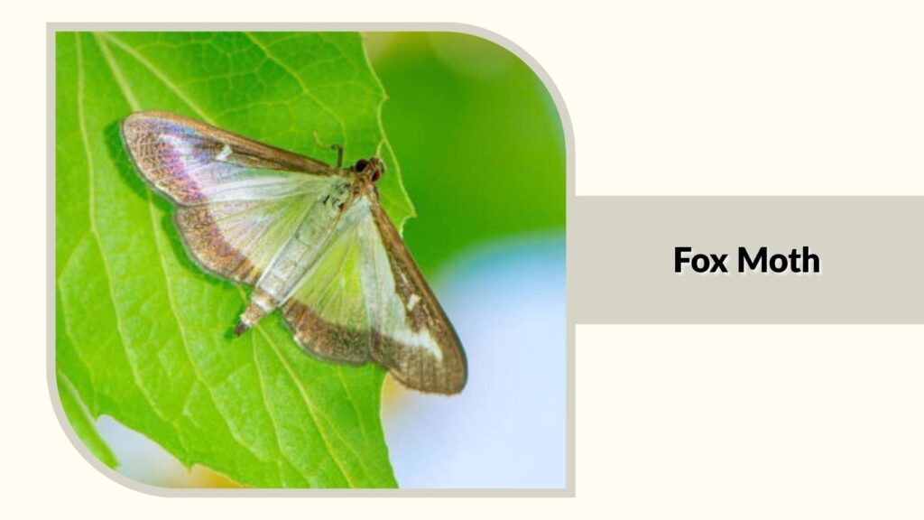 Fox Moth
