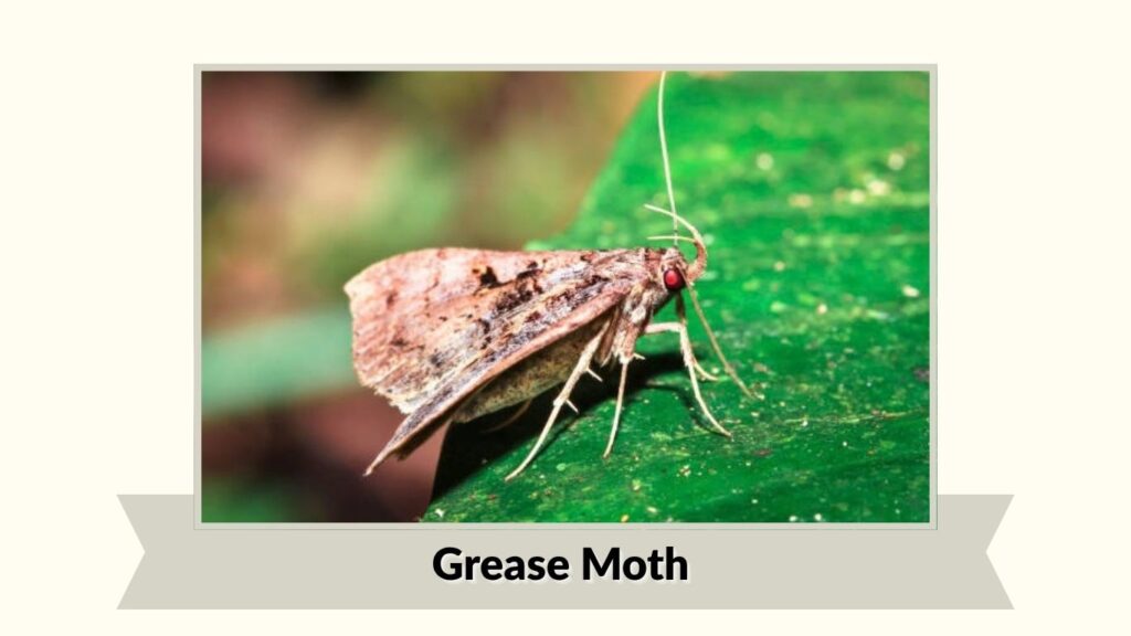 Grease Moth
