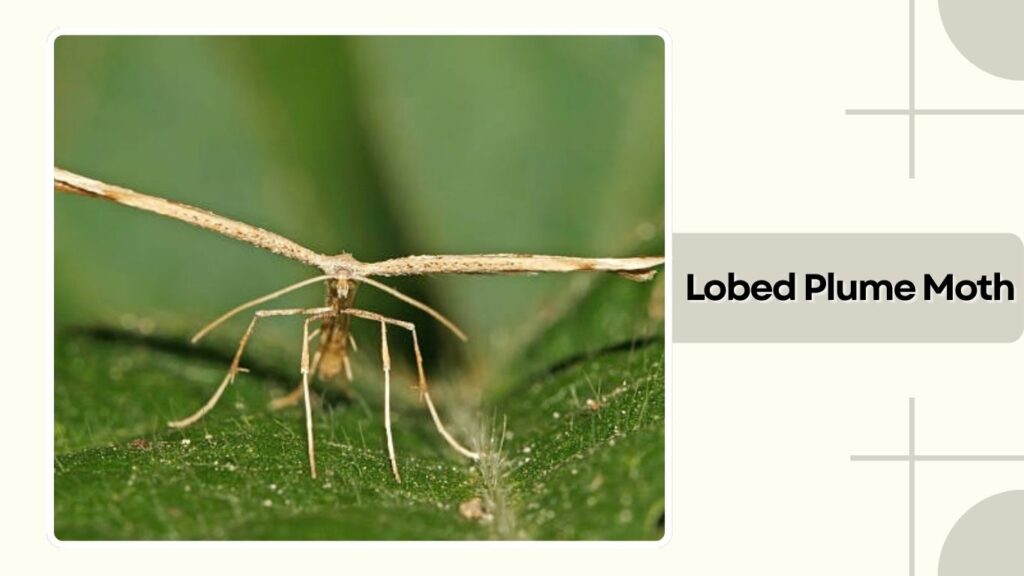 Lobed Plume Moth