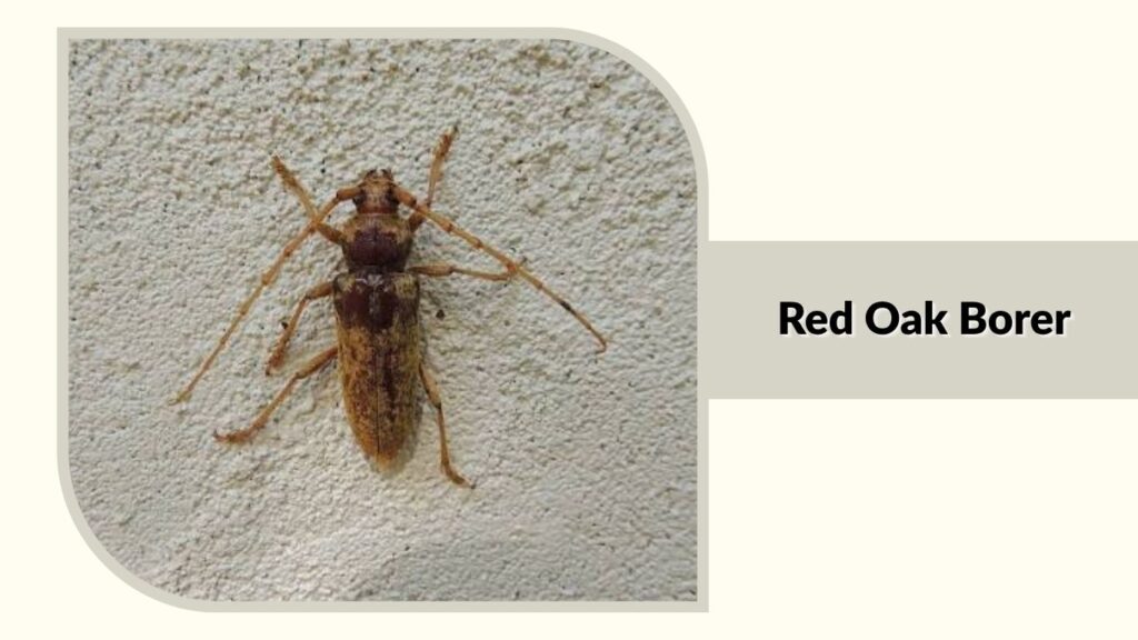 Red Oak Borer