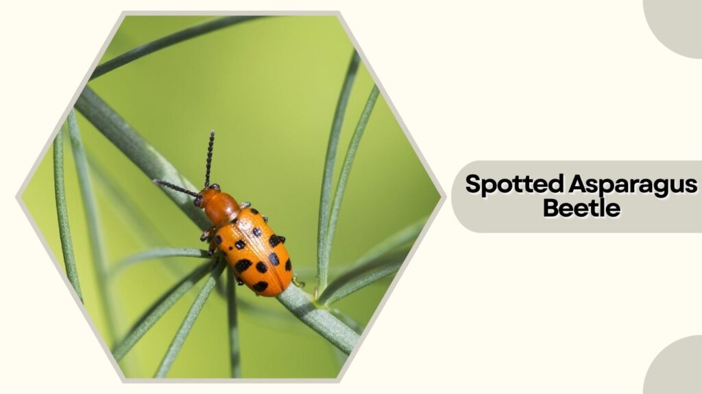 Spotted Asparagus Beetle
