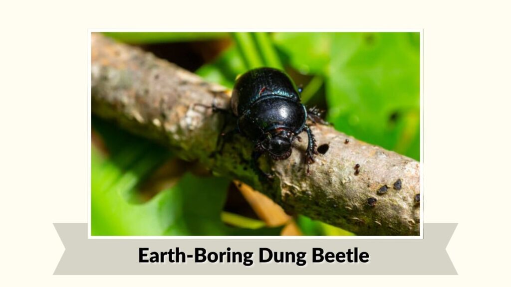 Earth-Boring Dung Beetle