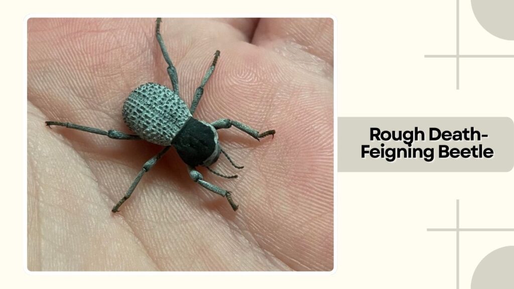 Rough Death-Feigning Beetle