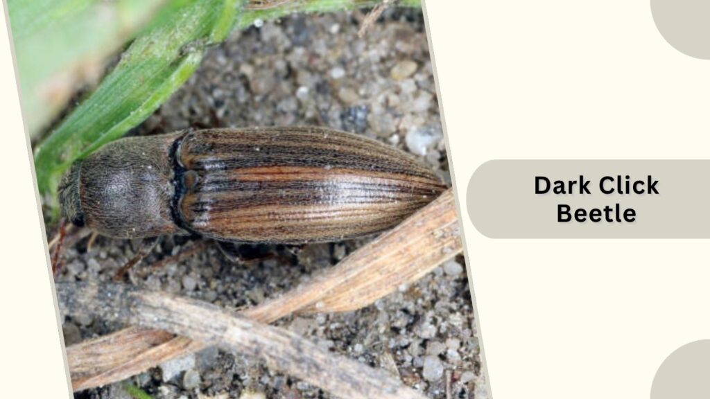 Dark Click Beetle