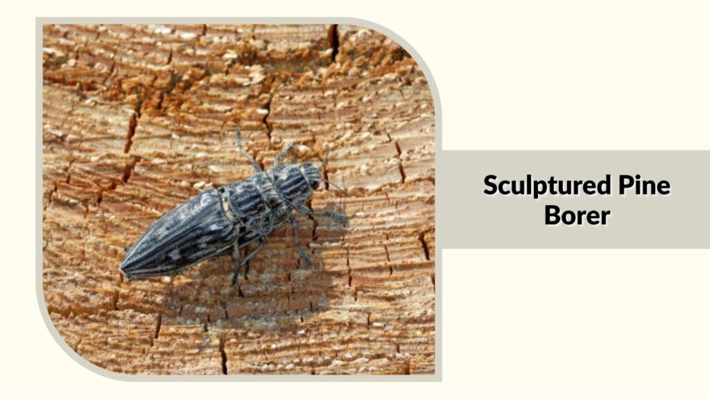 Sculptured Pine Borer